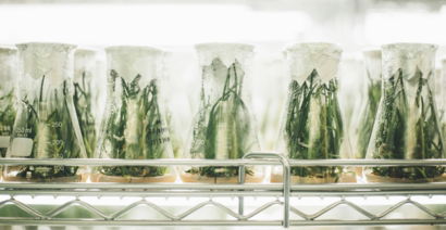 five green plants