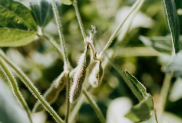 green plant in tilt shift lens